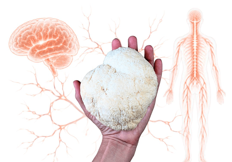 Lion’s Mane for Nerve Pain - Brain Wave