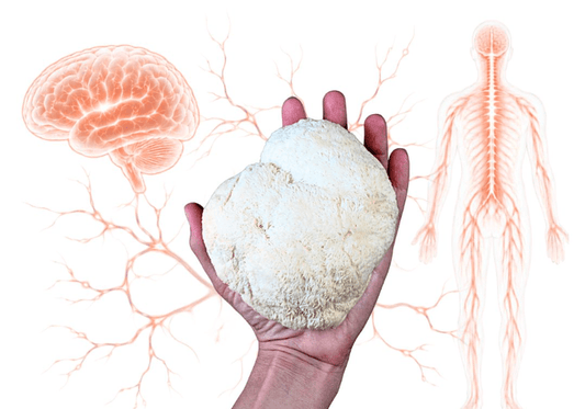 Lion’s Mane for Nerve Pain - Brain Wave