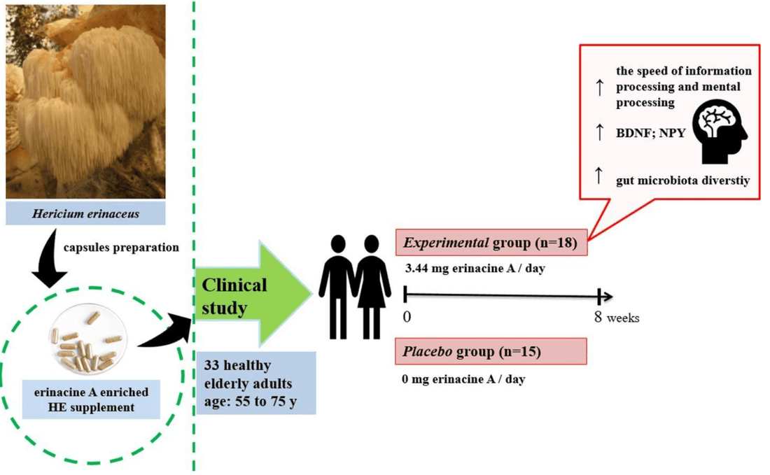 Lion’s mane makes you smaht - Brain Wave