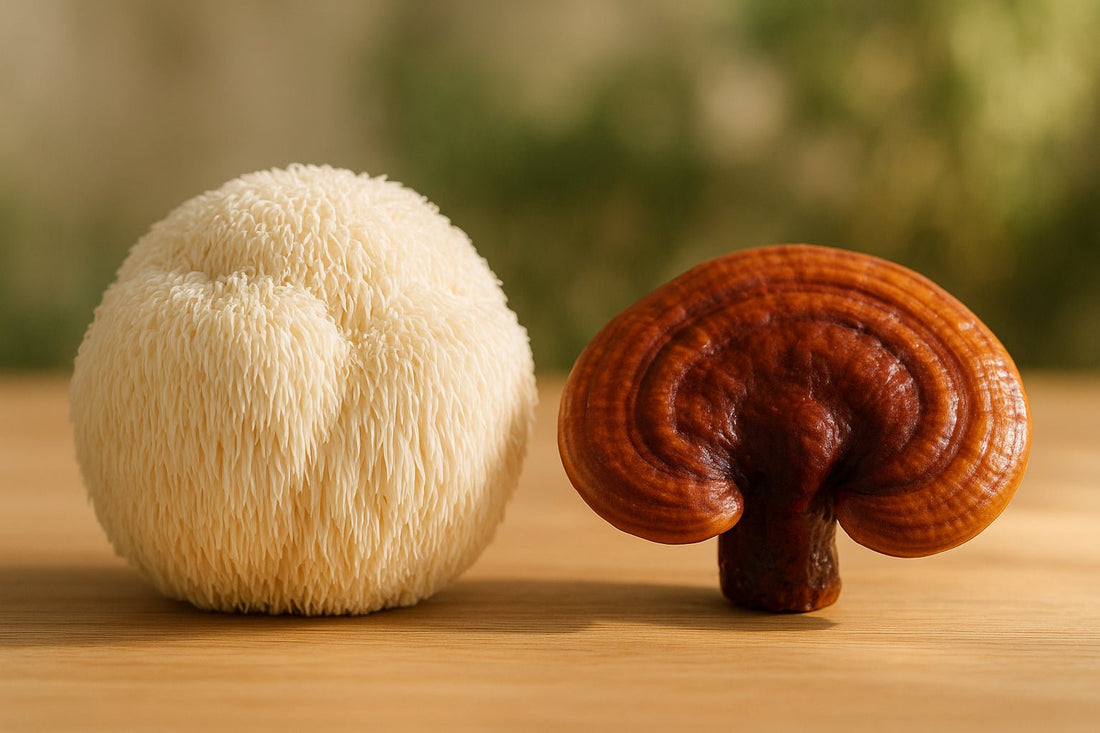Lion's Mane vs Reishi: Which Mushroom Fits Your Needs? - Brain Wave