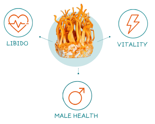 Male Health Benefits of Cordyceps from the Bedroom and Beyond - Brain Wave