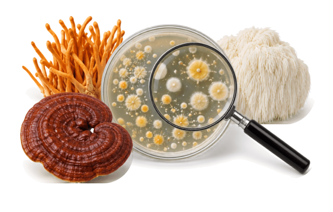 Mushrooms Against Bacteria - Brain Wave
