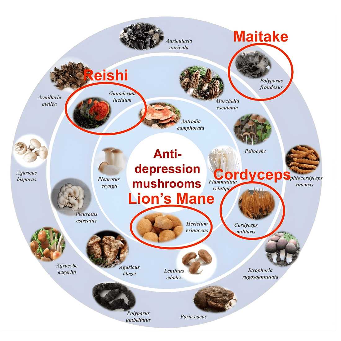 Mushrooms to Treat Depression? I Feel Better Already - Brain Wave