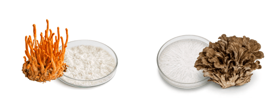 My My Mycelium - Brain Wave