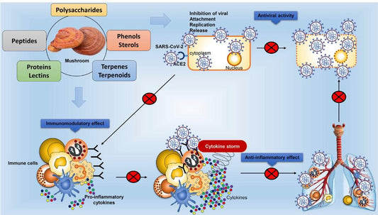Nature to the Rescue: The Antiviral Effects of Mushrooms - Brain Wave