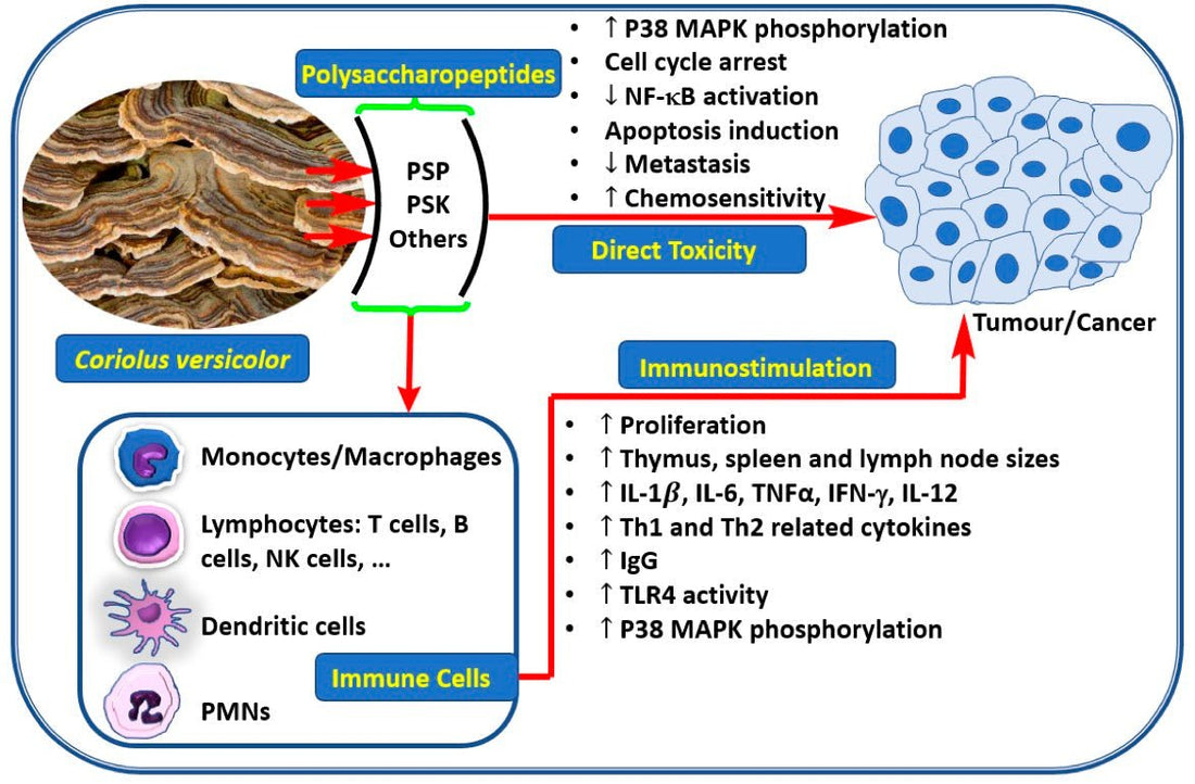 Turkey Tail Mushroom is a Potent Cancer Fighter - Brain Wave