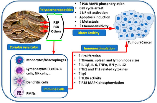 Turkey Tail Mushroom is a Potent Cancer Fighter - Brain Wave